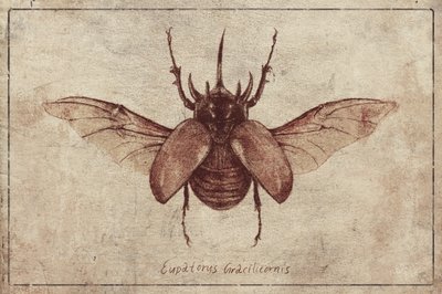 Eupatorus Gracilicornis Copy by Mike Koubou