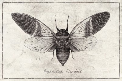 Insect Illustration by Mike Koubou