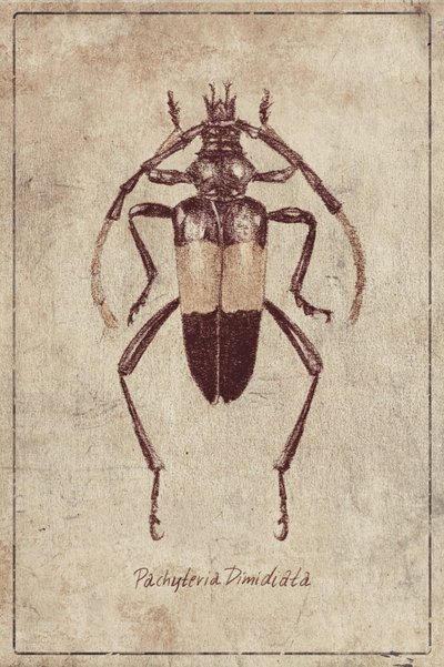Vintage Insect Sketch by Mike Koubou
