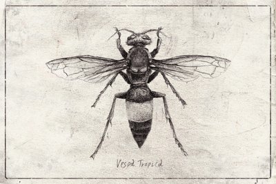 Wasp Sketch Study by Mike Koubou