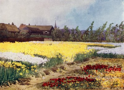 A Bulb Farm near Overveen by Mima Nixon
