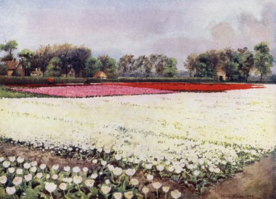 Here are tulips for you, white, for the bridal or the burial by Mima Nixon