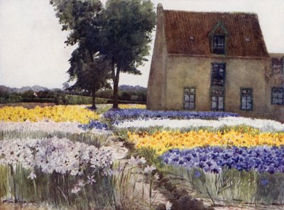 Spanish Irises by Mima Nixon