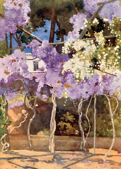 The Wistaria Bower, The Royal Palace, Athens by Mima Nixon