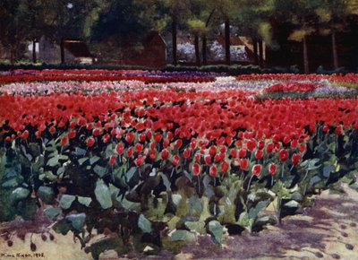 Tulips in Their Prime by Mima Nixon