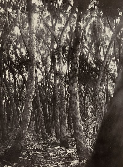 Building an Empire in the Fascist age: a grove of Dum palms by Modestino Baldinetti