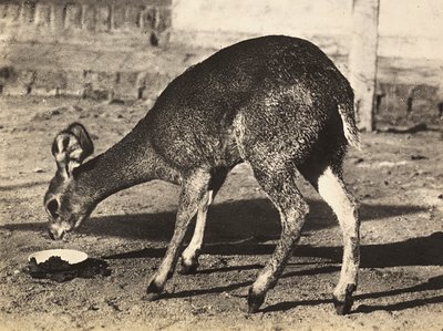 Building an Empire in the Fascist age: an antelope by Modestino Baldinetti