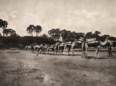 Building an Empire in the Fascist age: caravan of camels by Modestino Baldinetti
