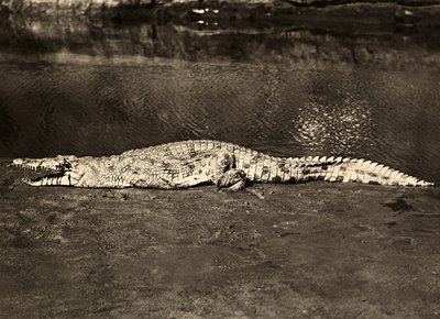 Building an Empire in the Fascist age: crocodile by Modestino Baldinetti