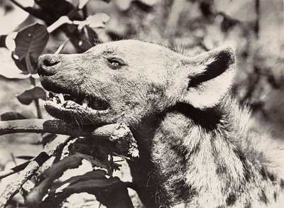 Building an Empire in the Fascist age: Head of hyena, 09/05/1936 by Modestino Baldinetti