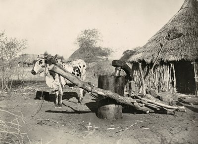 Building an Empire in the Fascist age: indigenous oil-maker by Modestino Baldinetti