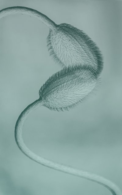 Delicate Poppy Buds by Molly Fu APA