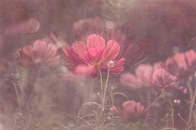 Dreamy Pink Cosmos by Molly Fu APA