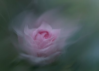 Dreamy Pink Rose by Molly Fu APA