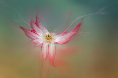 Ethereal Pink Flower by Molly Fu APA