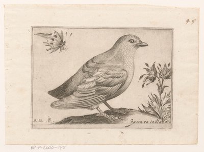 Bird (Passra Indiana) (Birds) by Monogrammist AG