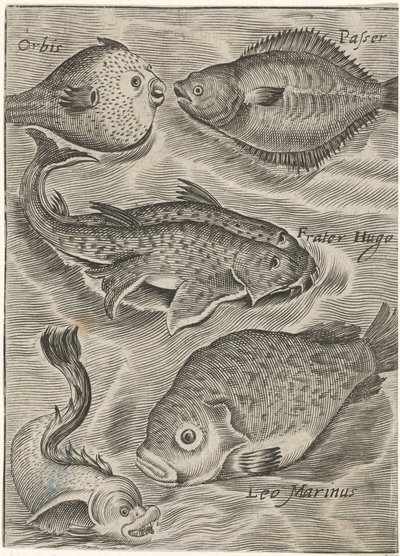 Study Sheet with Various Fish by Monogrammist P+P