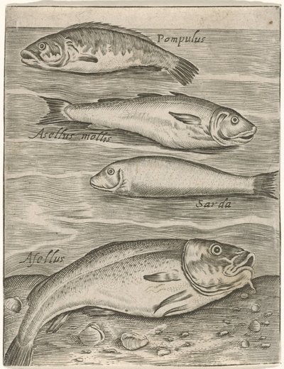 Study Sheet with Four Fish (Piscium vivae icones) by Monogrammist P+P