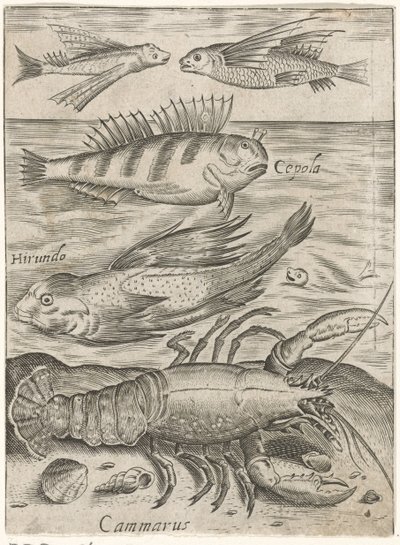 Study sheet with four fish and a lobster, Piscium vivae icones (series title) by Monogrammist P+P