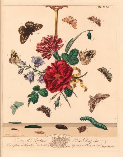 Angle Shades Moth, Phlogophora Meticulosa, Oak Hook-tip, Watsonalla Binaria, Mother Shipton Moth, Callistege Mi, Speckled Wood Butterfly, Pararge Aegeria, Barred Hook-tip, Watsonalla Cultraria, Brown China Mark, Elophila Nymphaeata, and Maid of Honour, Hip by Moses Harris