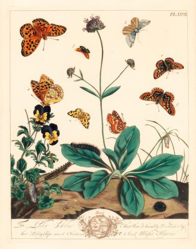 Greasy Fritillary, Euphydryas Aurinia, High Brown Fritillary, Fabriciana Adippe, Treble-bar Moth, Aplocera Plagiata, Speckled Yellow, Pseudopanthera Macularia, and Crimson and Gold Moth, Pyrausta Purpuralis, on Devil’s Bit Scabious, Succisa Pratensis, and by Moses Harris