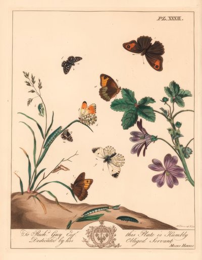 Meadow Brown Butterfly, Maniola Jurtina, Wood Lady or Orange Tip, Anthocharis Cardamines, and Grizzled Skipper, Pyrgus Alveolus by Moses Harris