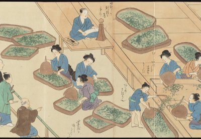 Illustrations of Uji Tea Production by Motonari Sait?
