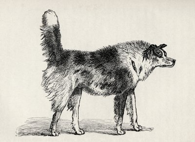 Half-Bred Shepherd Dog with Hostile Intentions, from Charles Darwin