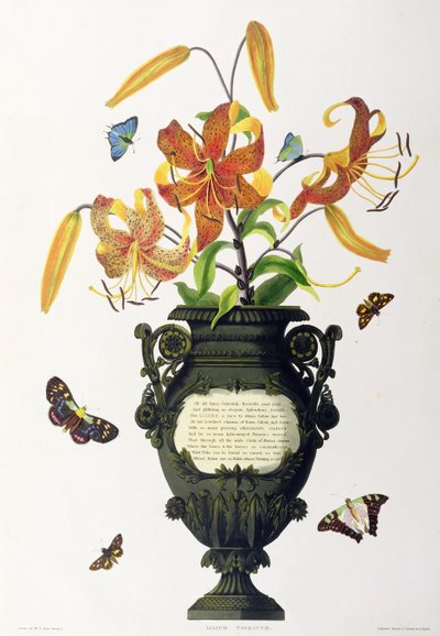 Tiger Lily, from 