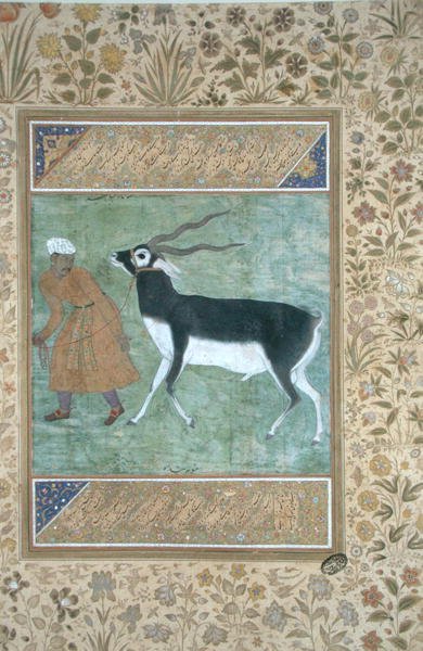 An Indian black buck being led by its keeper, c.1616 by Mughal School