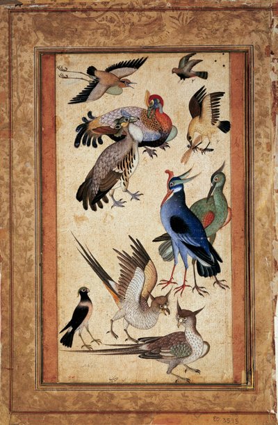 Ten birds. Miniature painting at the gouache of the Mughal school by Mughal School