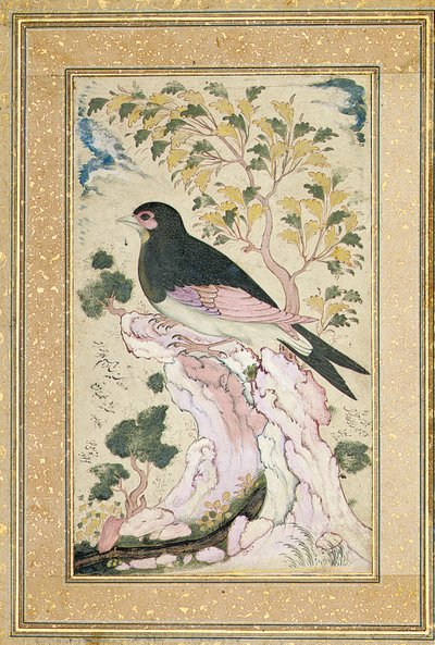 Bird perching on rock, 1684 by Muin Musavvir