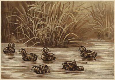 Dabchicks by N. Parker