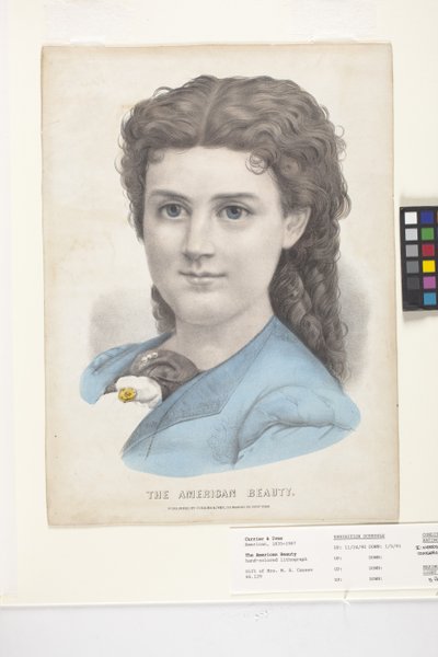 The American Beauty by N. and Ives J.M. (1824 95) Currier