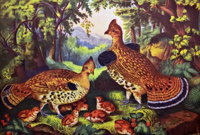 The Happy Family, Ruffed Grouse and Young by N. and Ives, J.M. Currier