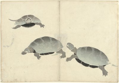 Three Turtles from the Series 