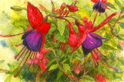 Vibrant Fuchsia Blooms by Natalie Bruns