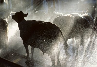 Dairy cows are washed in a shower before being milked at Kibbutz Yotvata by Nathan Benn