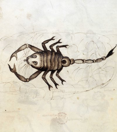 The zodiac sign Scorpio by Netherlandish School