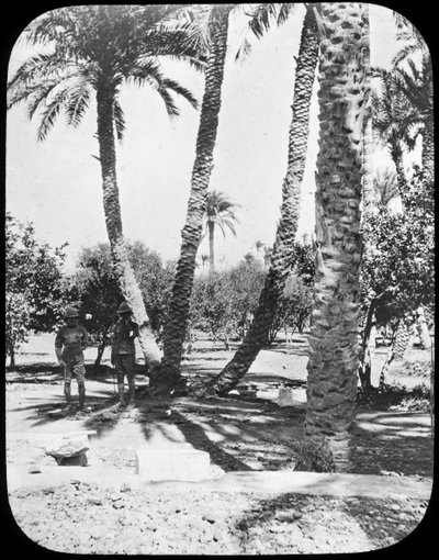General Gordons Garden, Khartoum, Sudan, c1890 by Newton and Co