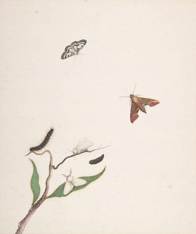 A Caterpillar and Two Moths on a Branch and Two Butterflies by Nicolaas Struyk