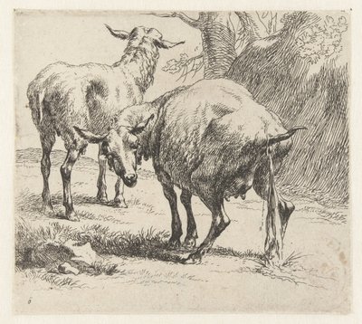 Pissing Ewe and a Sheep (Sheep) by Nicolaes Pietersz Berchem