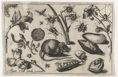 Flowers, a mouse, insects and a shell (series title) by Nicolaes de Bruyn (possibly)