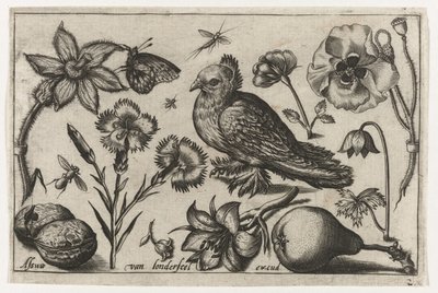 Flowers, a Pear, and a Dove (Birds, Flowers, Insects, etc.) by Nicolaes de Bruyn (possibly)