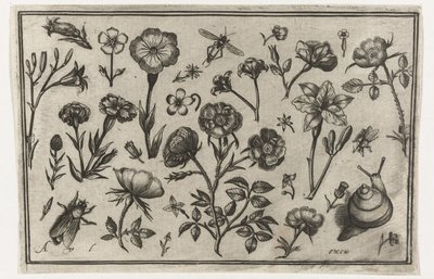Flowers, a Fly, and a Snail by Nicolaes de Bruyn (possibly)