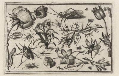 Flowers and Insects (Birds, Flowers, Insects, etc.) by Nicolaes de Bruyn (possibly)