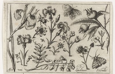 Flowers and Butterflies by Nicolaes de Bruyn (possibly)
