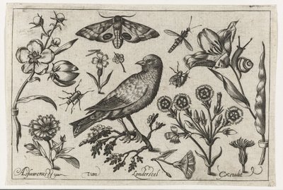 Flowers, Insects, Peacock Butterfly, and a Crow by Nicolaes de Bruyn (possibly)
