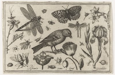 Flowers, Dragonfly, and Bird by Nicolaes de Bruyn (possibly)