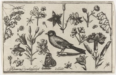 Flowers, Butterfly, and a Bird by Nicolaes de Bruyn (possibly)